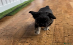 French Bulldog dogs for sale: French bulldog pups reduced what’s left now  - Image 32