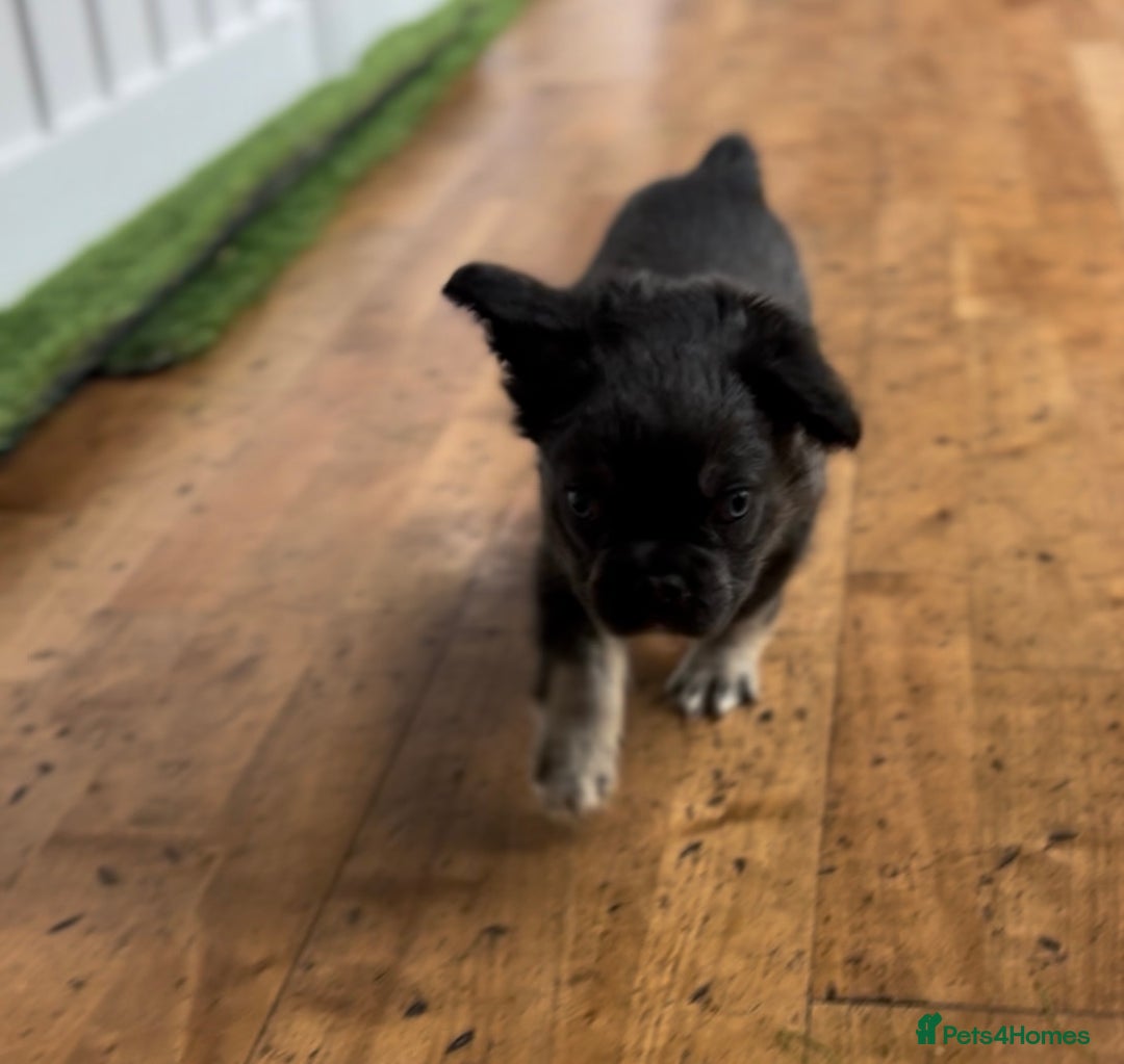 French Bulldog dogs for sale: French bulldog pups reduced what’s left now  - Image 32