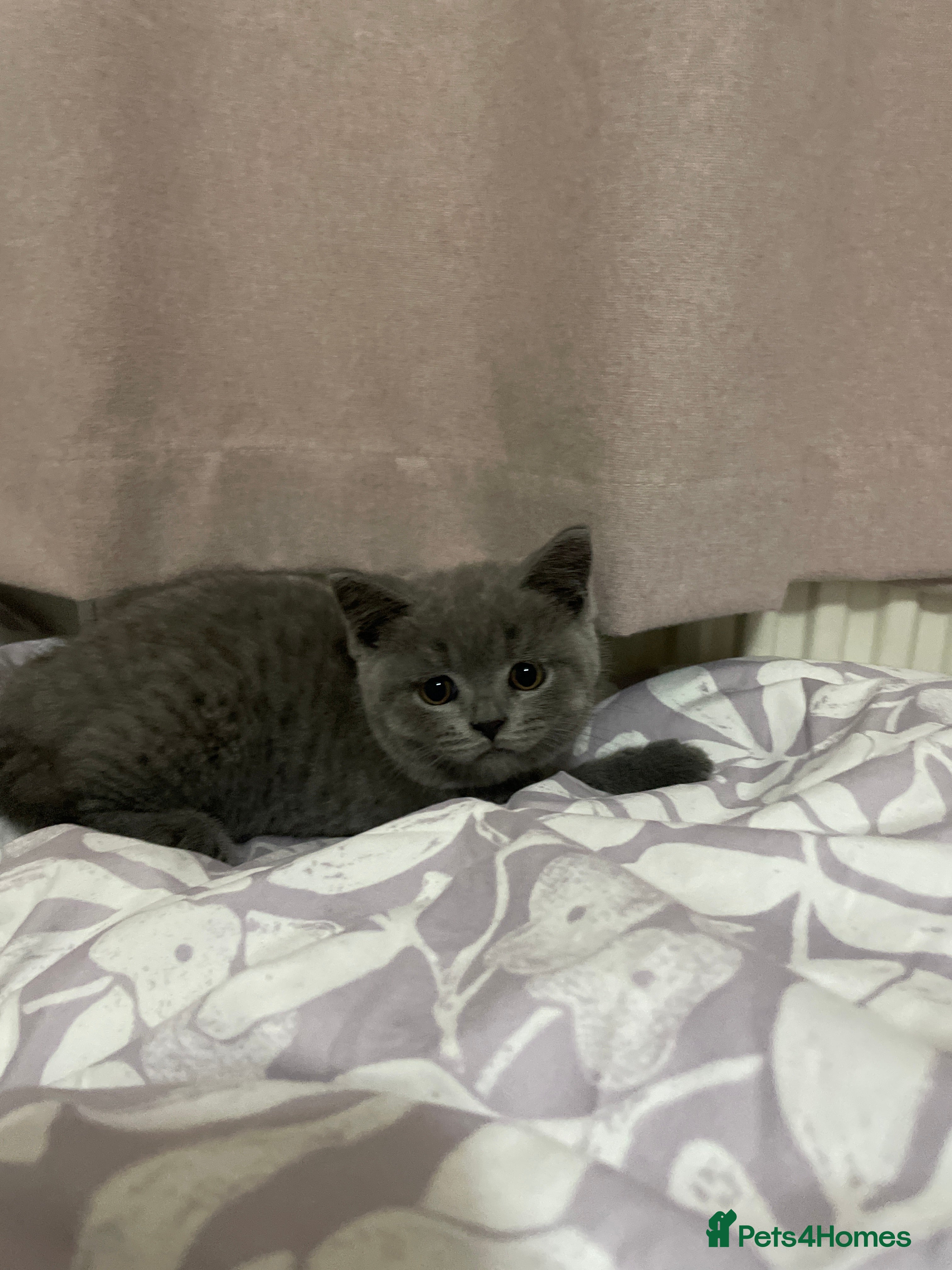 British Shorthair cats Adorable & well socialised British Blue Kittens - Advert 2