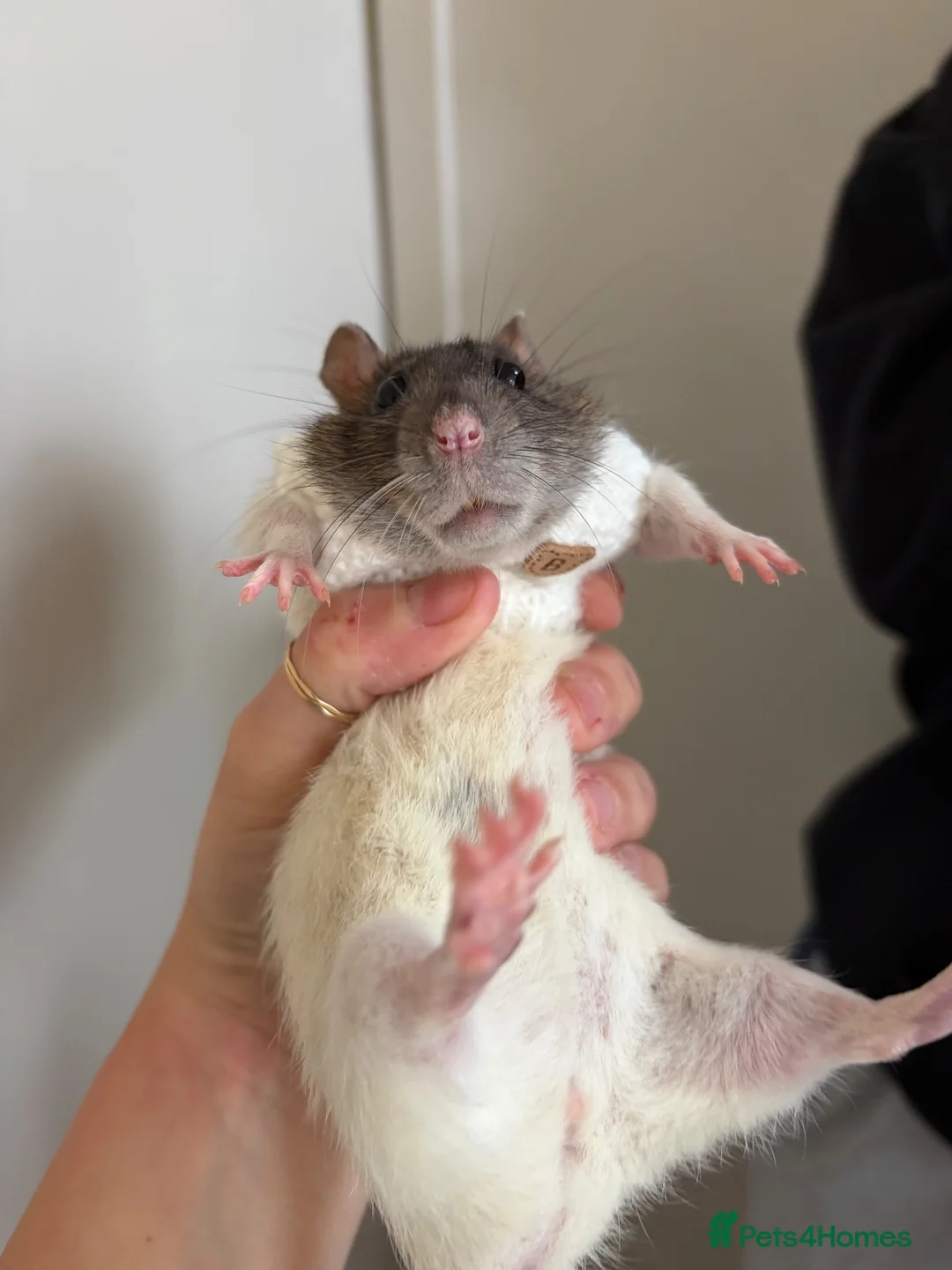 Rat rodents for sale: Two beautiful Rats for sale  in Porth - Advert 7