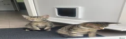 Mixed Breed cats for sale: Two Sisters 16 weeks old - Advert 10