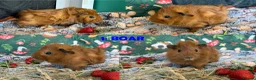 Guinea Pig rodents for sale: Various Guinea Pigs - Ready Now - Advert 2
