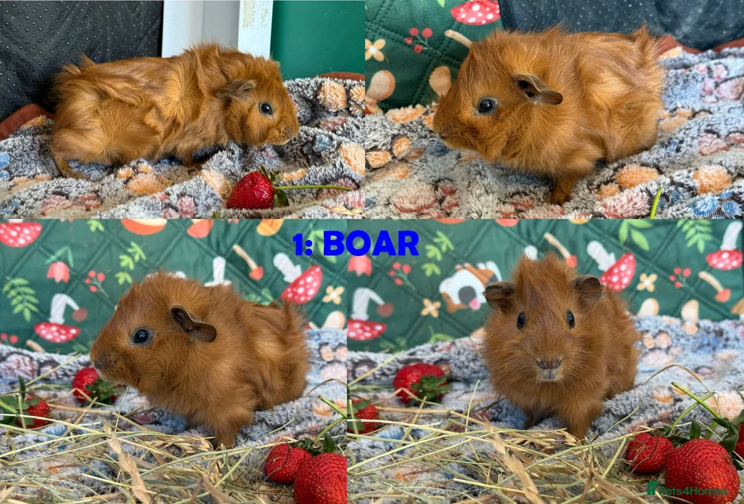 Guinea Pig rodents for sale: Various Guinea Pigs - Ready Now - Advert 2