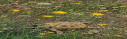 Hermann Tortoise reptiles for sale: Hermann tortoise  in Barnsley - Advert 4
