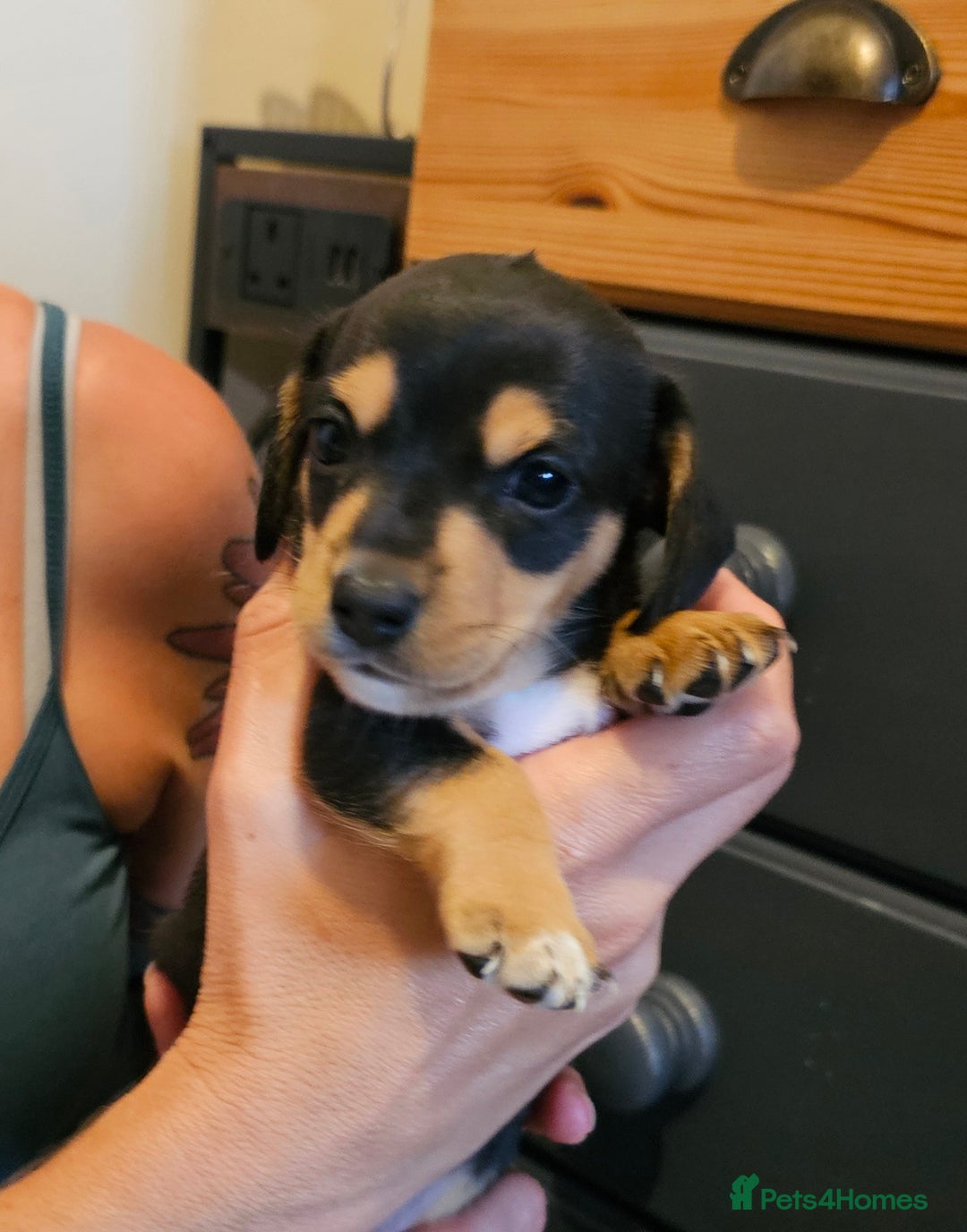 Miniature Dachshund dogs for sale: Daxie medium coat puppies dapples and black & tan  - Image 22