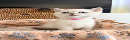 British Shorthair cats for sale: Cuteness overload♥️ British shorthair/chinchillas  - Advert 37