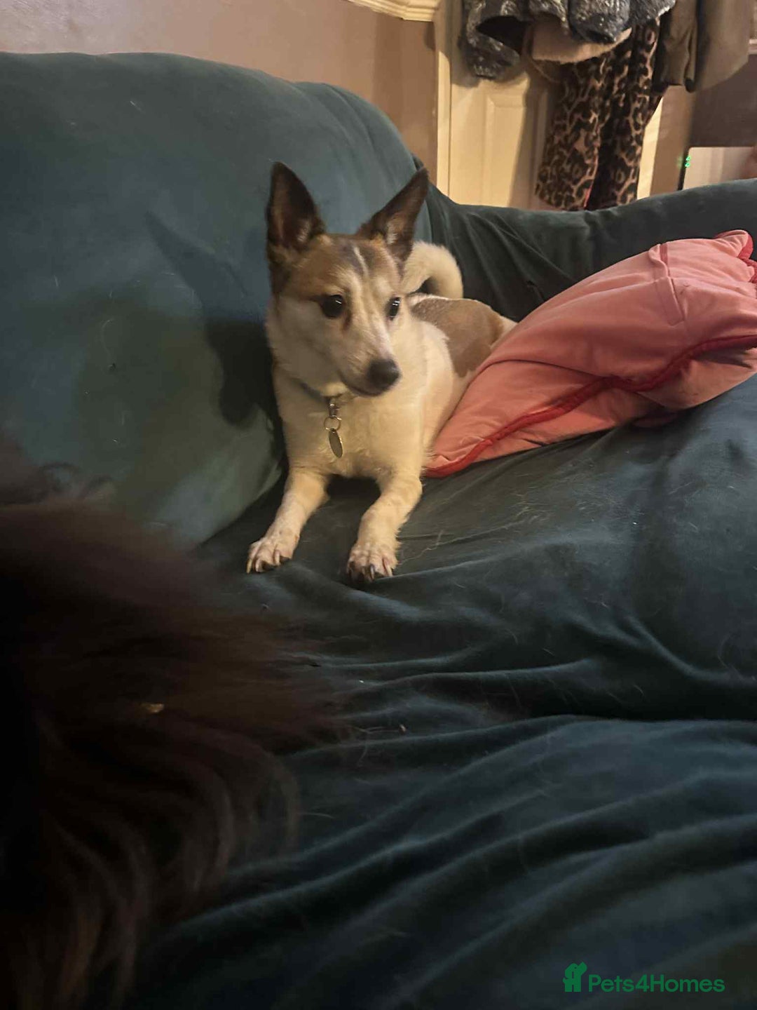 Mixed Breed dogs for adoption: Tia - Taverham Norfolk  - Advert 7