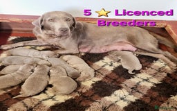 Labrador Retriever dogs for sale: Gorgeous KC Silver Labrador Puppies. - Image 1