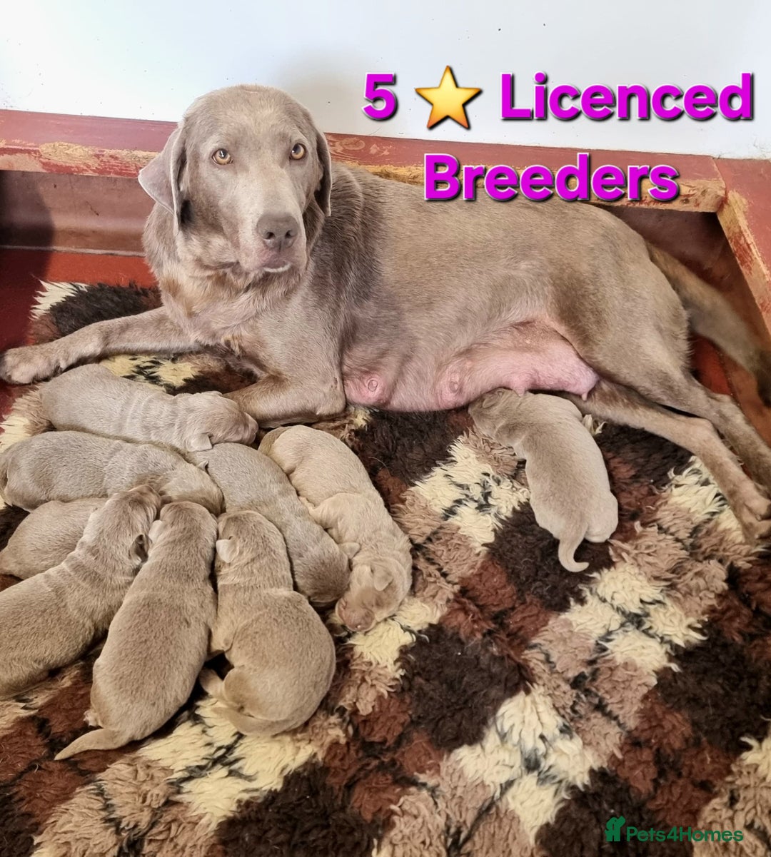 Labrador Retriever dogs for sale: Gorgeous KC Silver Labrador Puppies. - Image 1