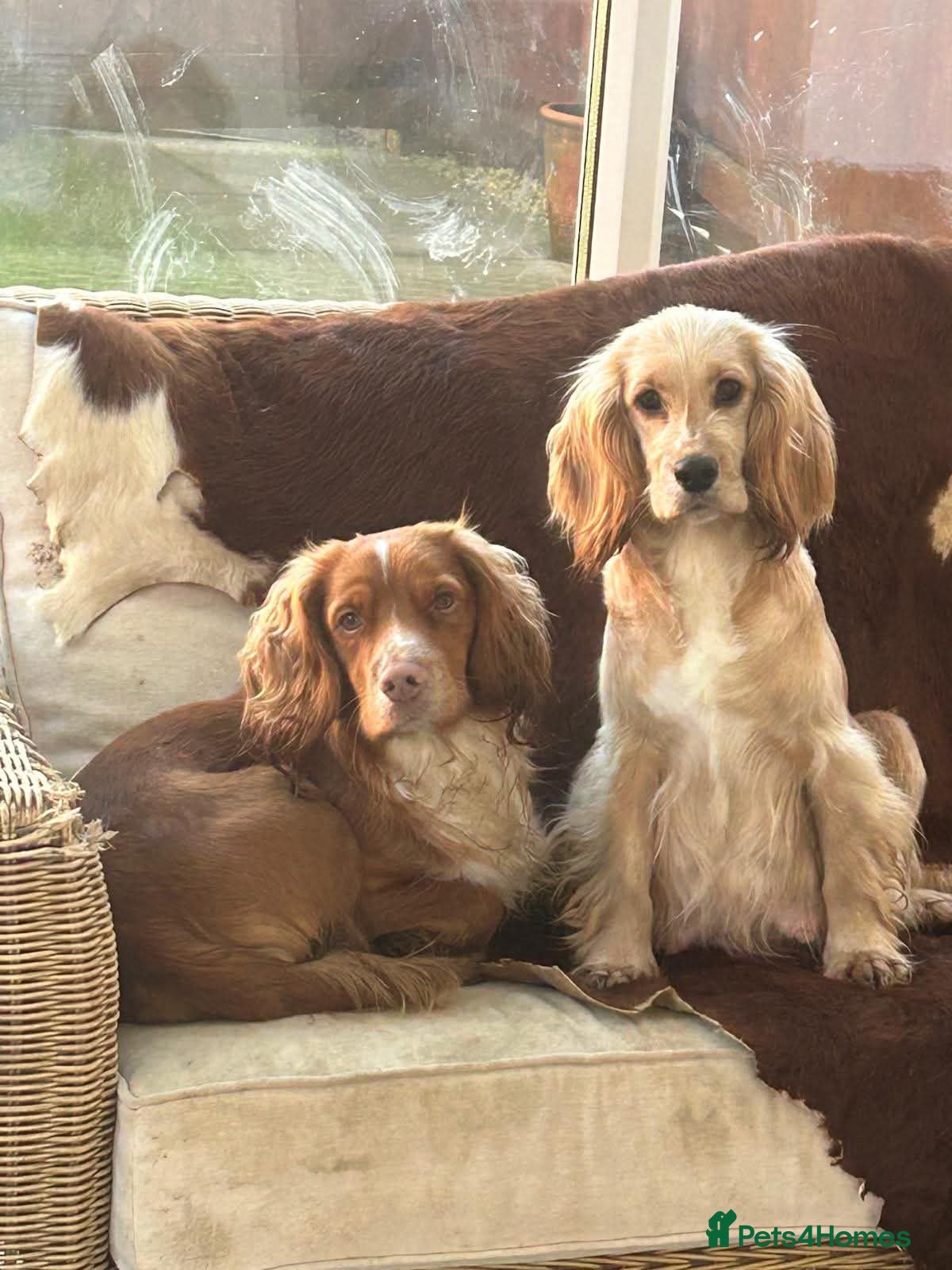 Cocker Spaniel dogs Gorgeous Cocker Spaniel Puppies  - Advert 2