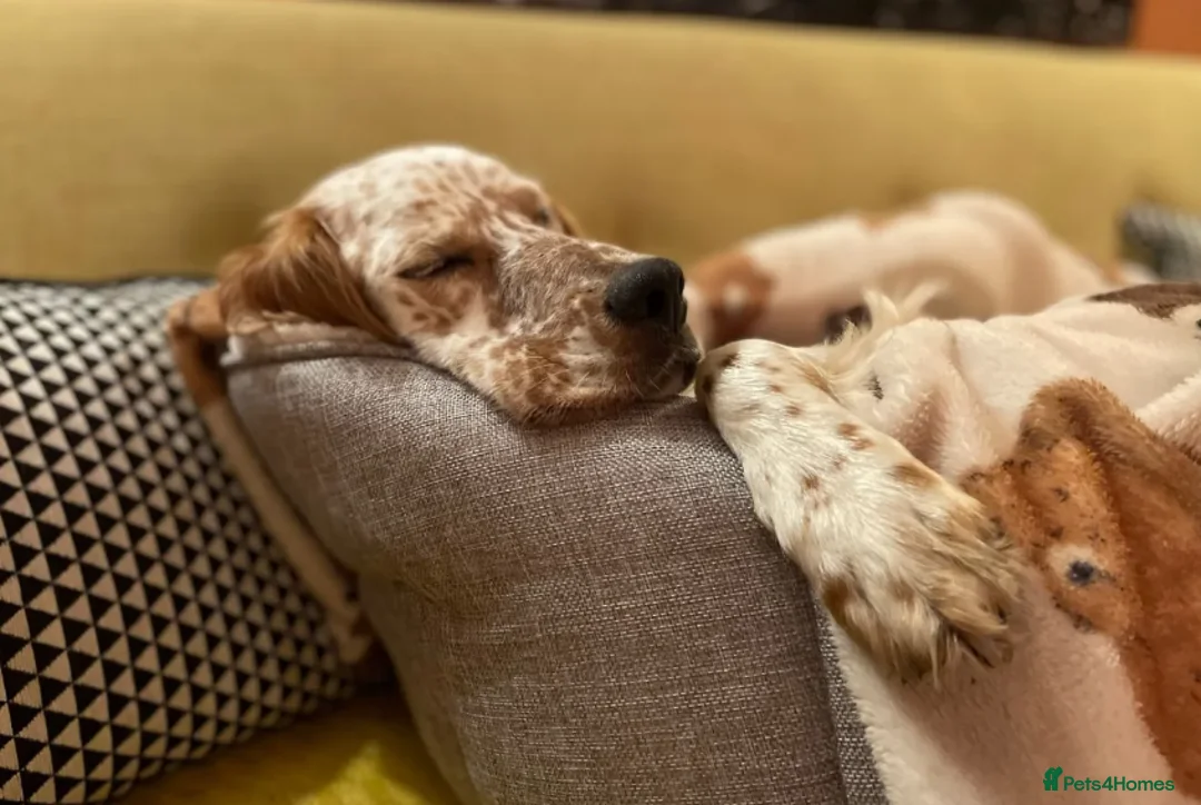 English Setter dogs for adoption: Pecas - Advert 2