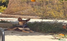Mixed Breed dogs for sale: Evan and Chance (please read) - Image 4