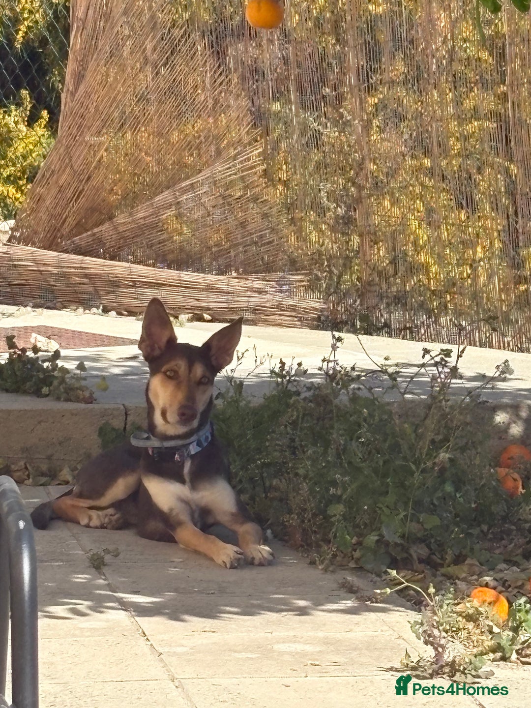 Mixed Breed dogs for sale: Evan and Chance (please read) - Image 4