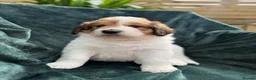 Mixed Breed dogs for sale: Golden Doodle X Pyrenees Puppies Ready next week.  - Advert 34