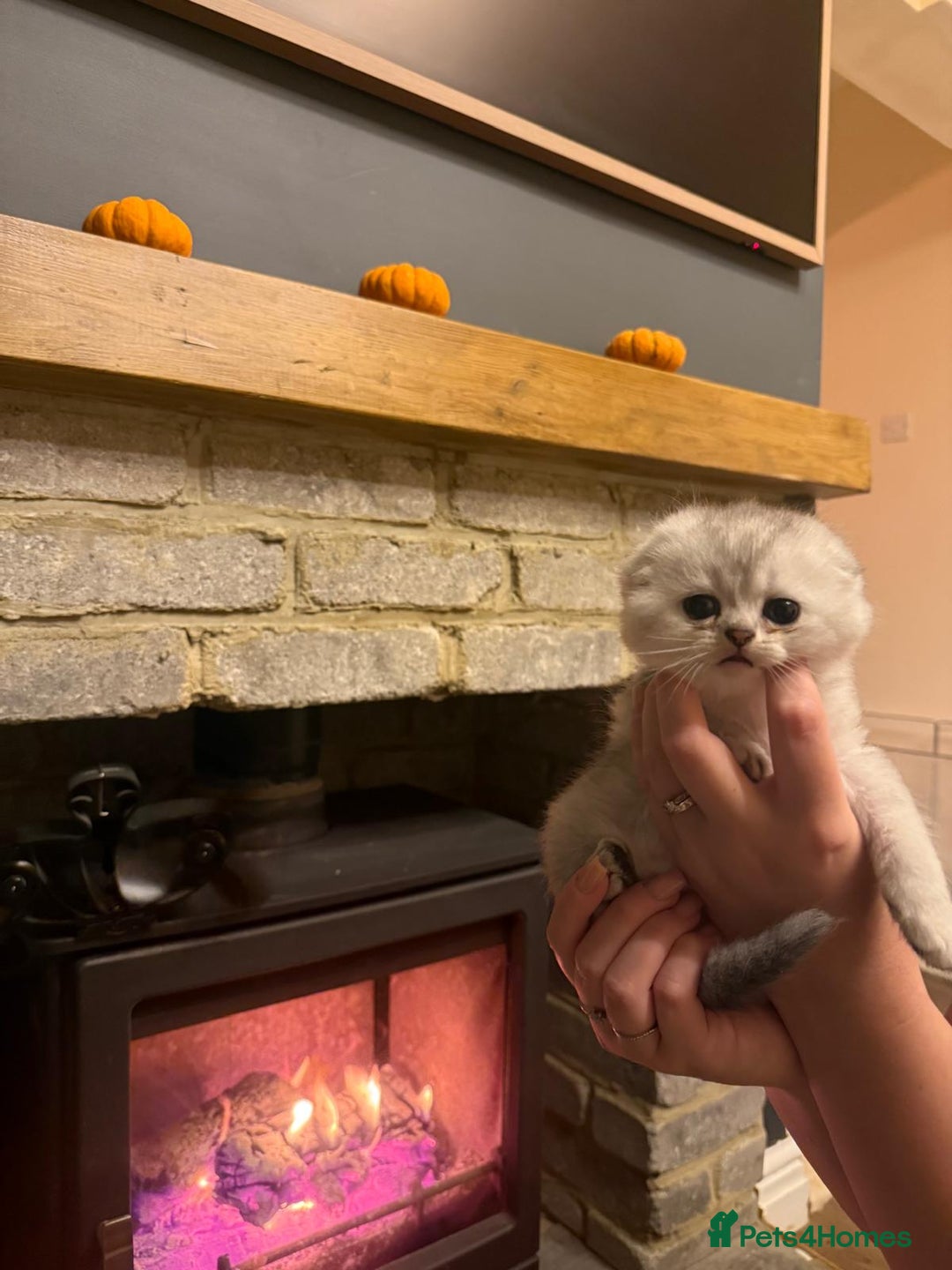 Scottish Fold cats for sale: Gorgeous Scottish Fold Kitten  - Advert 2