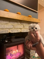 Scottish Fold cats Gorgeous Scottish Fold Kitten - Advert 3