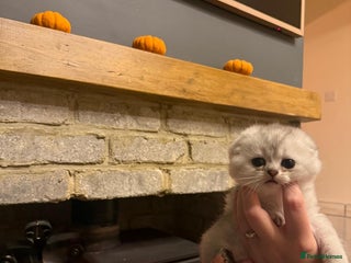 Scottish Fold cats Gorgeous Scottish Fold Kitten - Advert 15