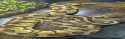 Python Snake reptiles for sale: Pastel enchi female  - Advert 4