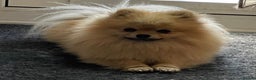 Pomeranian dogs for stud: FOR STUD-Beautiful KC Reg Cream/Wolf Sable in Burry Port - Advert 4