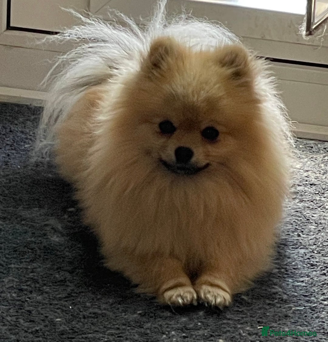 Pomeranian dogs for stud: FOR STUD-Beautiful KC Reg Cream/Wolf Sable in Burry Port - Image 4