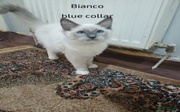 Ragdoll cats for sale: GCCFRagdoll Ready to go - Image 4