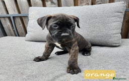 Cane Corso dogs for sale: 💜 gorgeous cane corsos puppies 💜ready in 3 weeks - Image 26