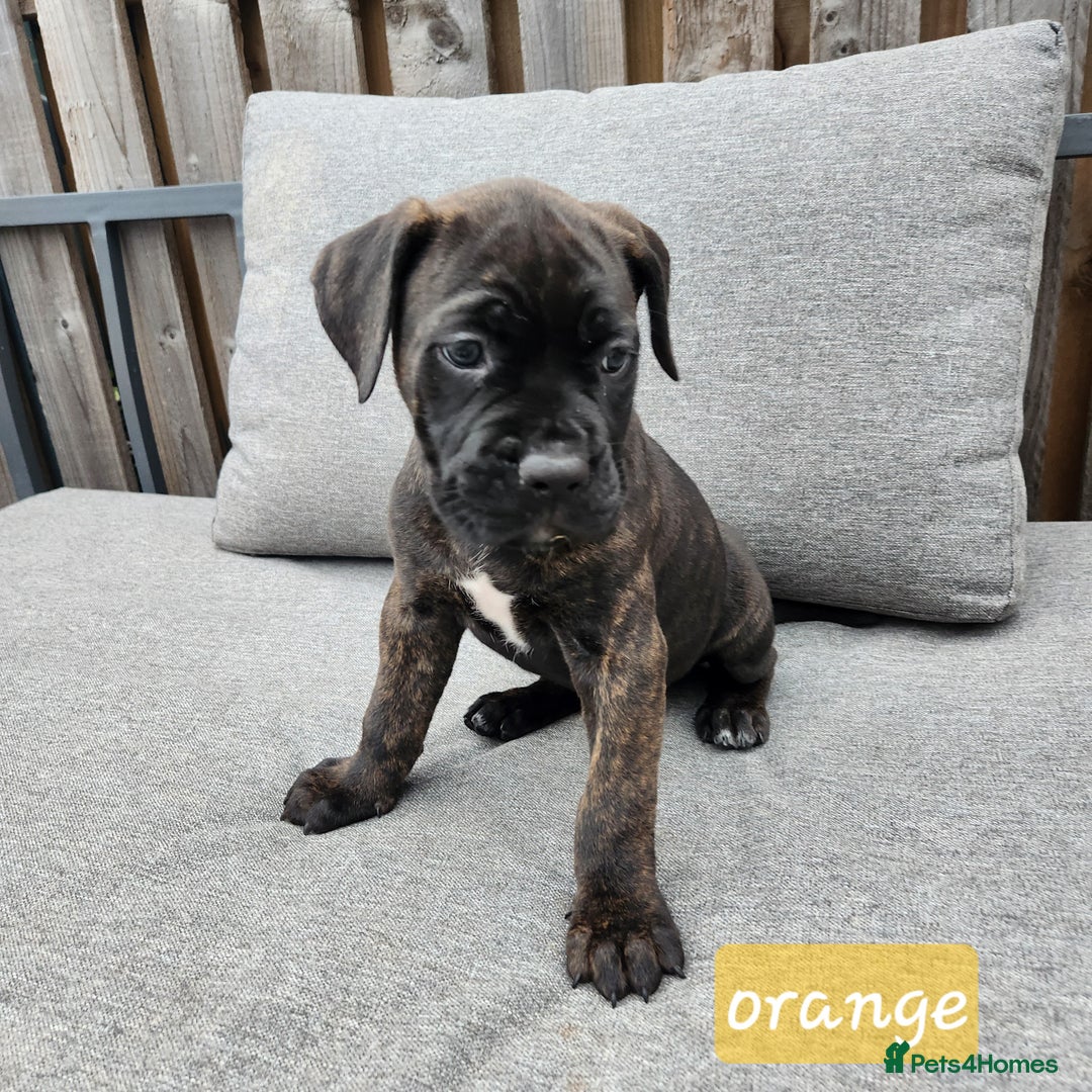 Cane Corso dogs for sale: 💜 gorgeous cane corsos puppies 💜ready in 3 weeks - Image 26