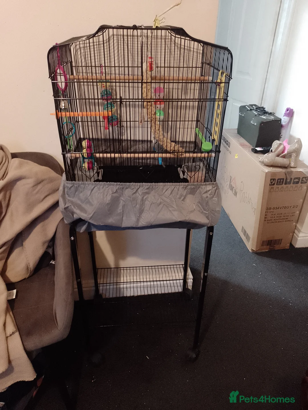 Budgerigars birds for sale: Young Grey Budgie with cage on stand - Advert 2