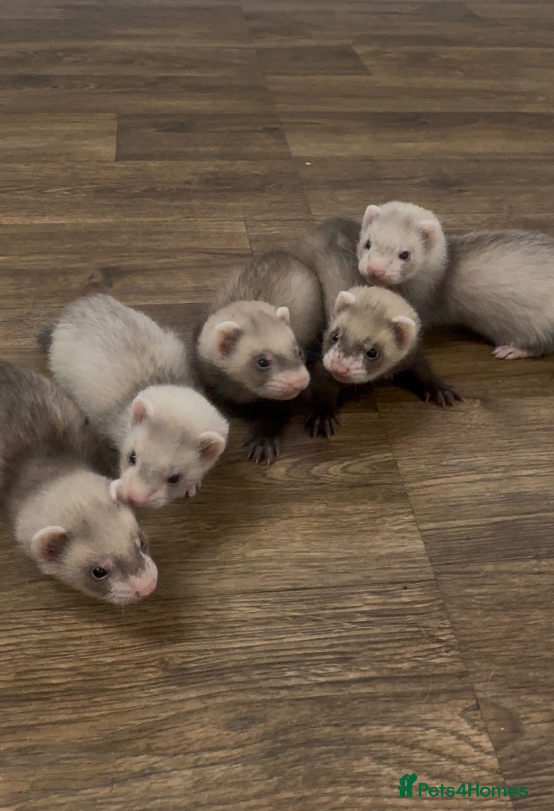 Ferret rodents Ferret Kits Ready To Leave 5th October - Advert 20