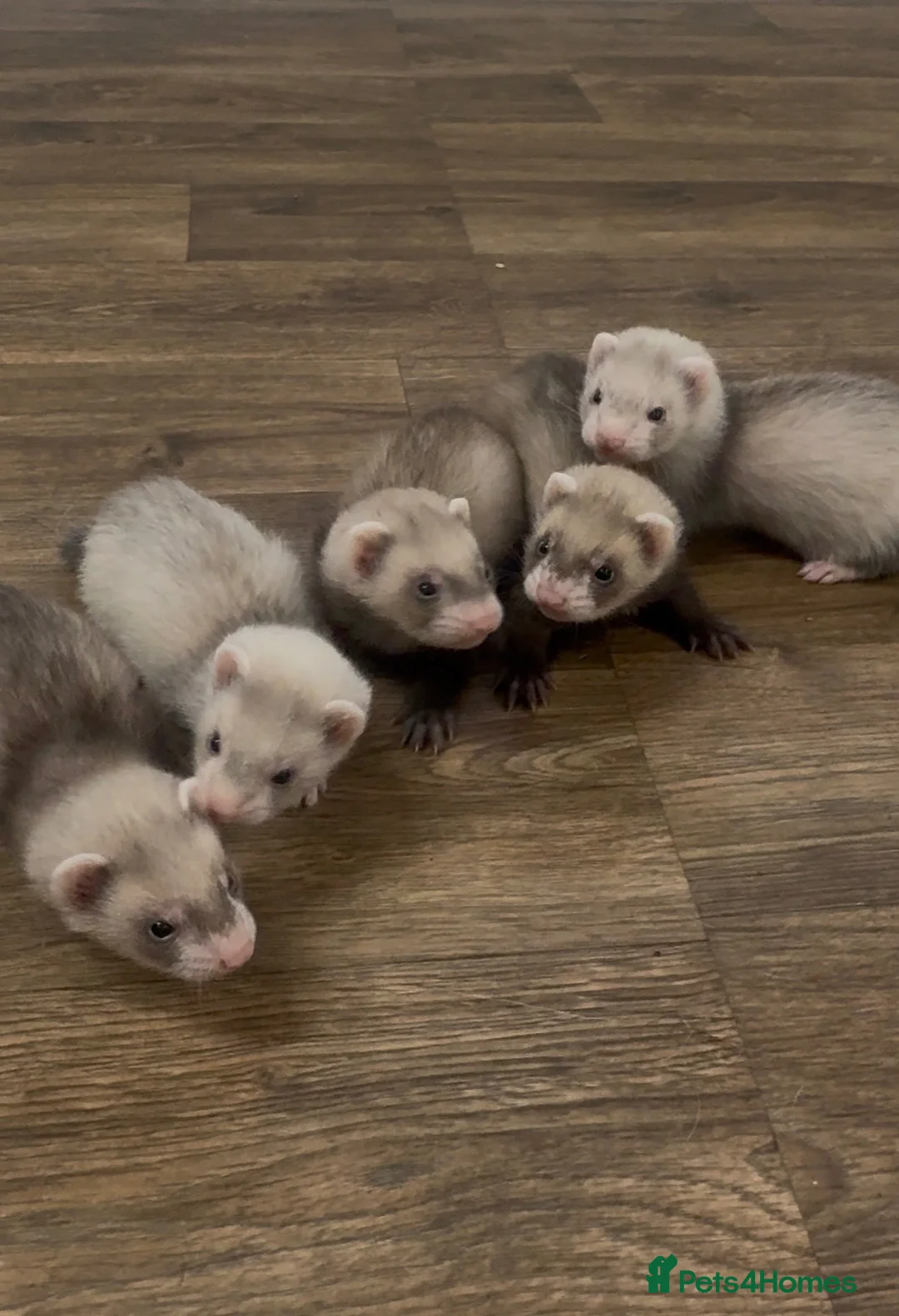 Ferret rodents for sale: Ferret Kits Ready To Leave 5th October - Advert 1