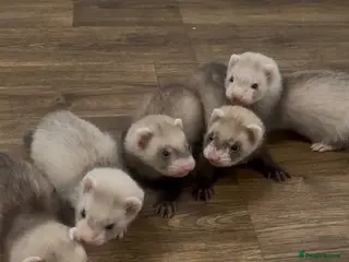 Ferret rodents Polecat & Silver Ferret Kits - Advert 5