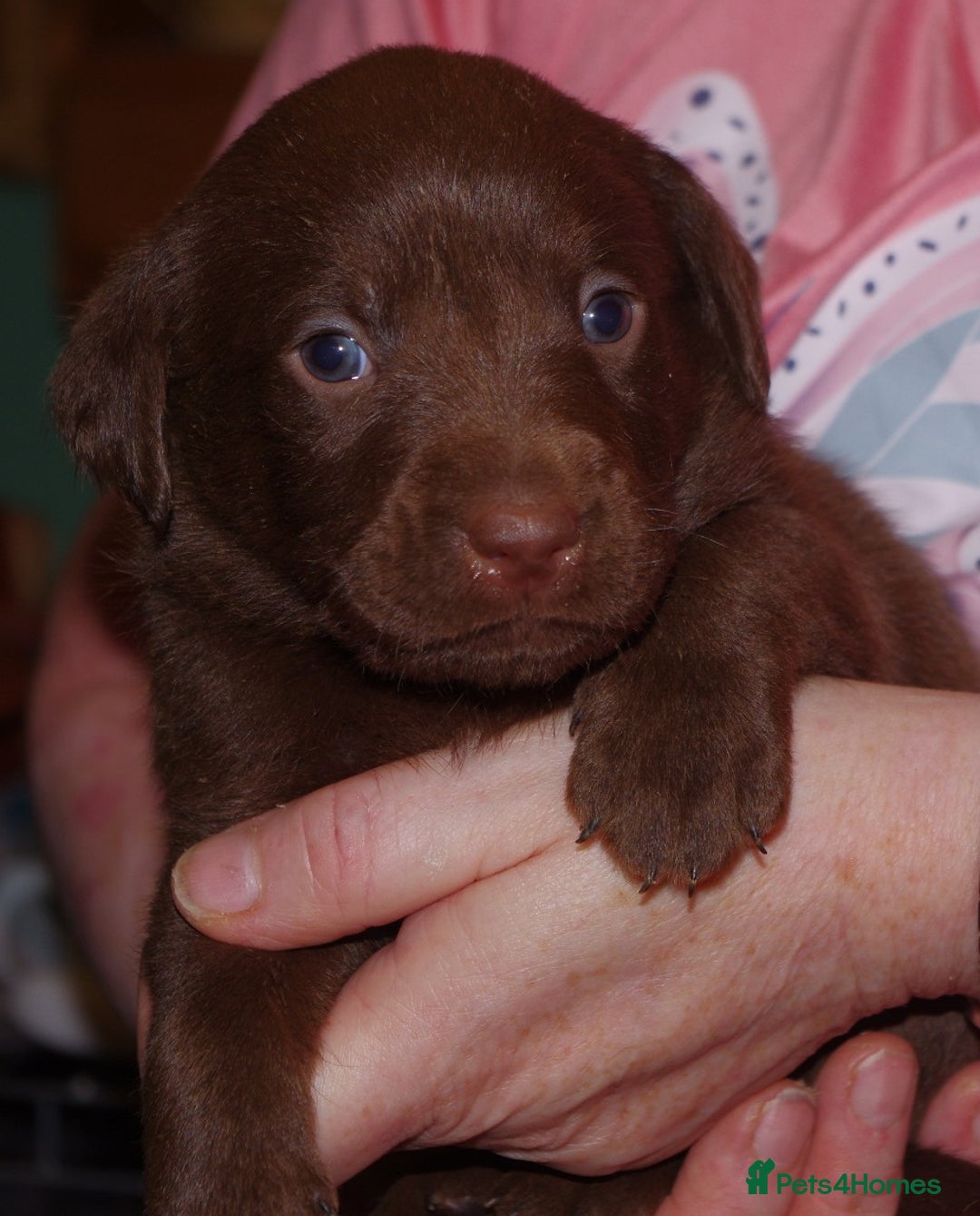 Labrador Retriever dogs for sale: * labrador retriever pups for sale - Advert 4