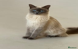 Ragdoll cats for sale: Blue point rag doll kittens - Image 1