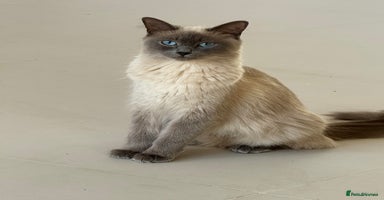 Ragdoll cats Blue point rag doll kittens - Advert 16