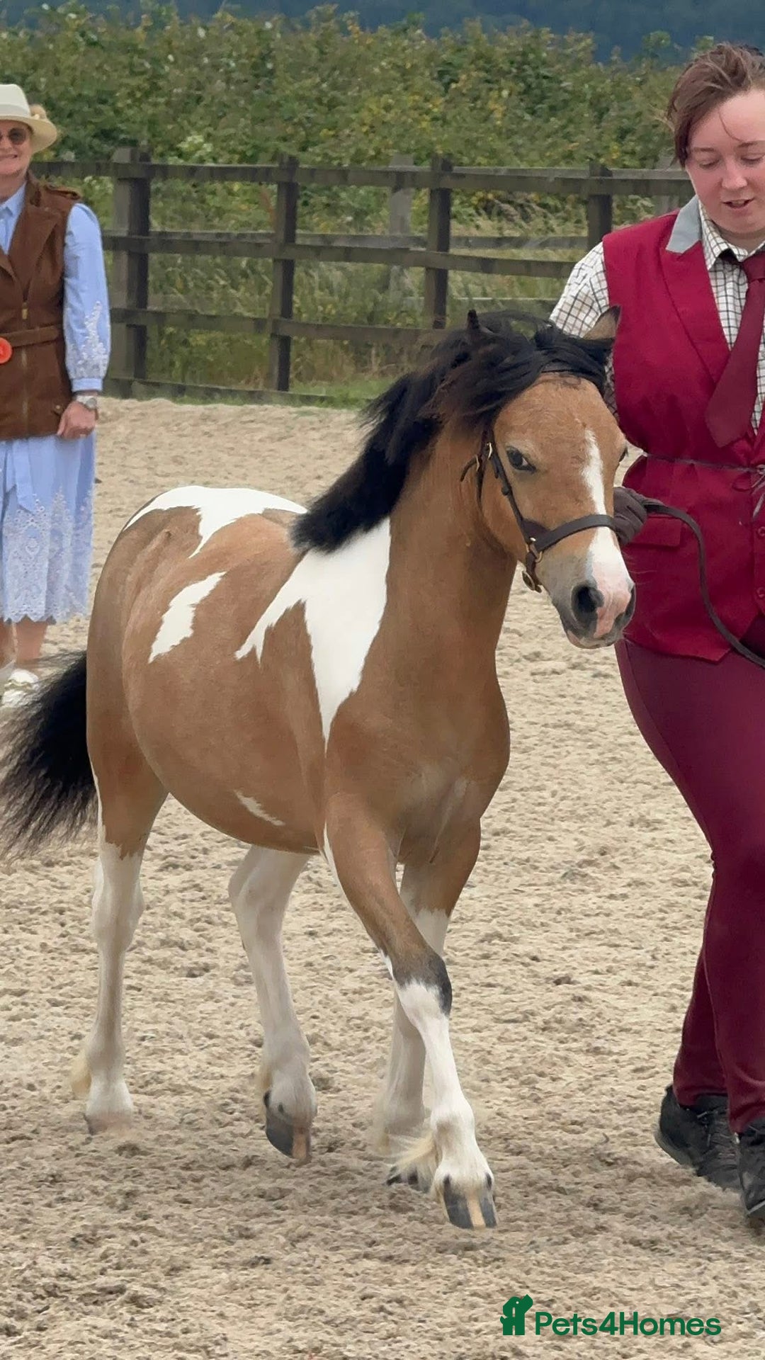 Welsh Section A horses for sale: Beautifully well marked Welsh P/B - Advert 9