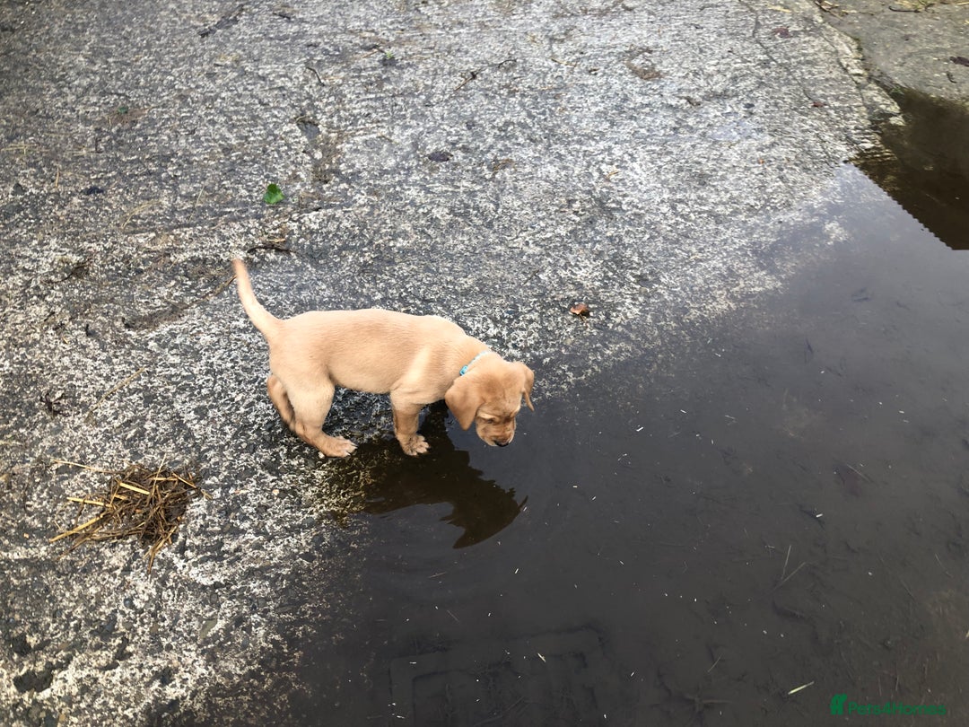 Labrador Retriever dogs for sale: Kc registered Labrador puppies(2 remaining) - Advert 5