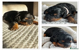 Cockapoo dogs for sale: Beautiful F1b Cockapoo Puppies Ready 14th November - Image 2