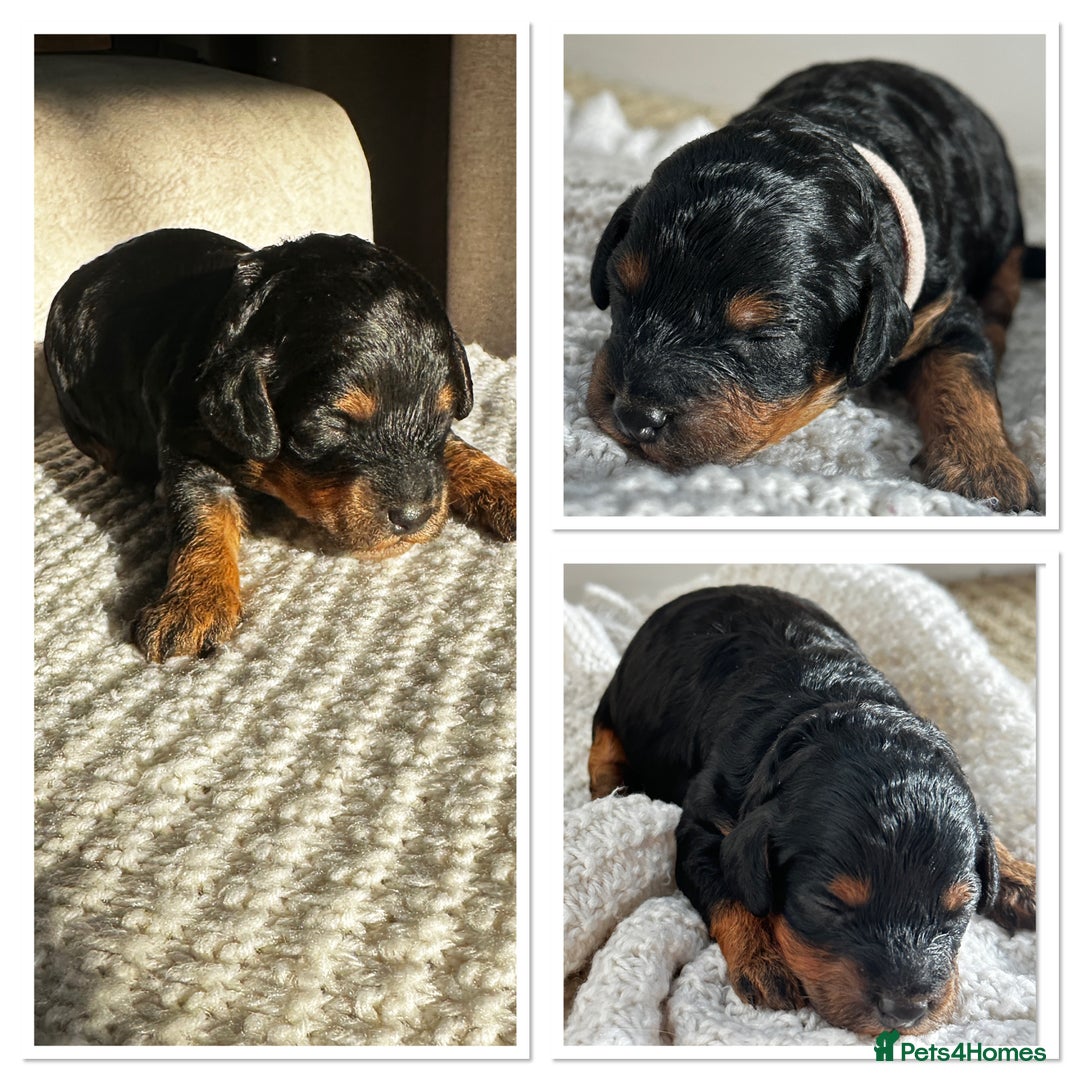 Cockapoo dogs for sale: Beautiful F1b Cockapoo Puppies Ready 14th November - Image 2