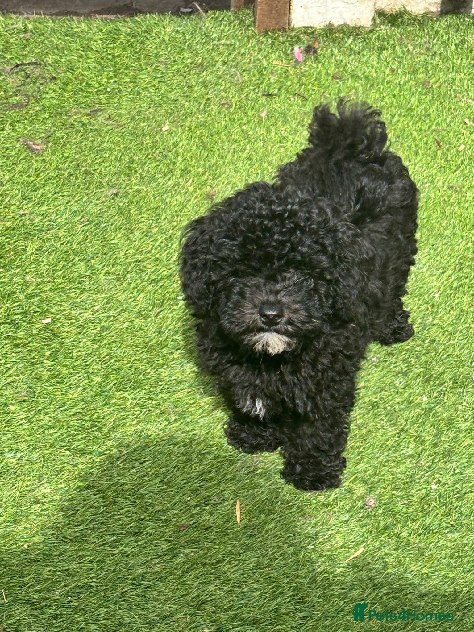 Toy Poodle dogs One boy left Toy Poodle boys KC Registered Parents - Advert 5