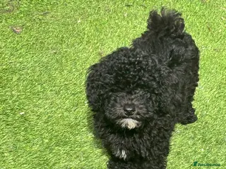 Toy Poodle dogs Toy Poodle KC Registered Parents - Advert 10