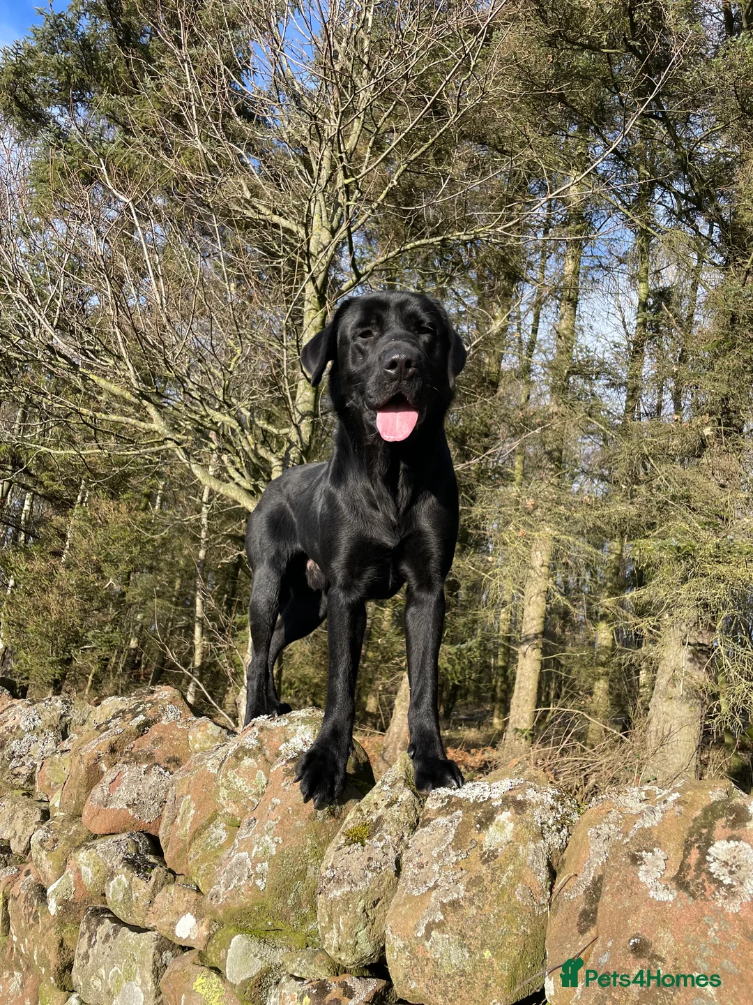 Labrador Retriever dogs for stud: DUKE OF DALE HEAD in Carlisle - Advert 4