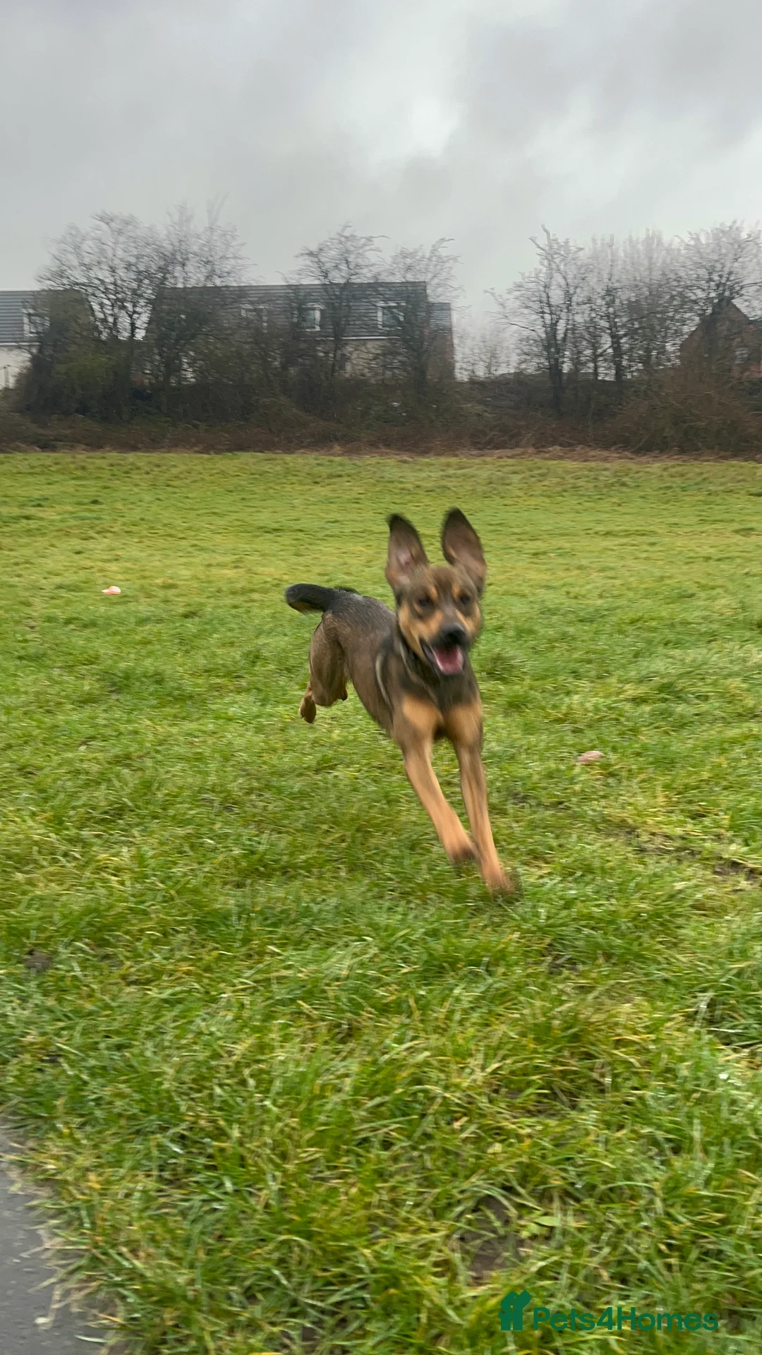 Mixed Breed dogs for sale: Shollie cross spaniel  - Advert 12