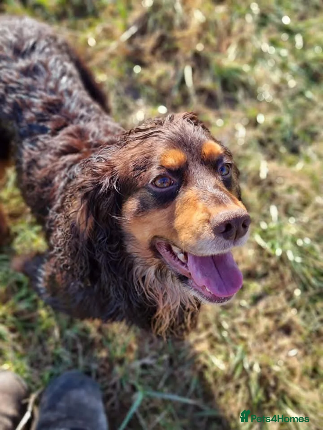 Cocker Spaniel dogs for stud: Chocolate and Tan STUD - Advert 2
