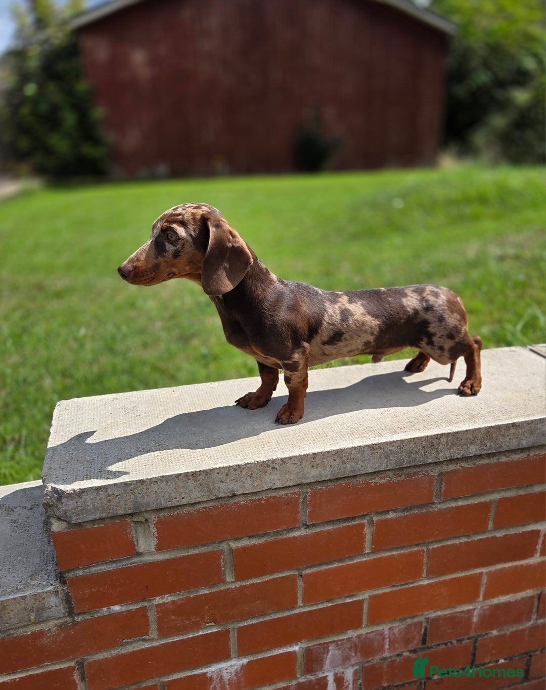 Miniature Dachshund dogs for stud: Choc & Tan Minature Dachshund STUD - Image 4
