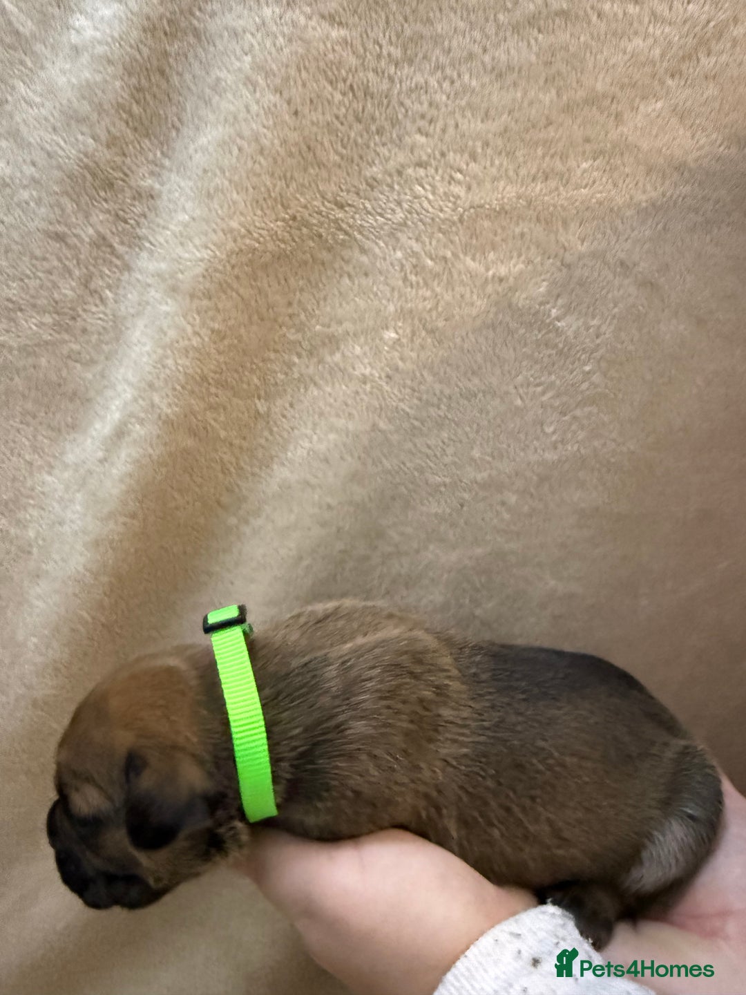 Cane Corso dogs for sale: ICF/ICCF Champion 6th GENERATION Cane Corso pups - Advert 5