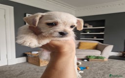 Mixed Breed dogs for sale: Westiepoo pups - Image 8