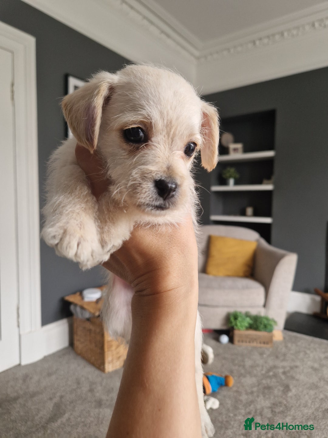 Mixed Breed dogs for sale: Westiepoo pups - Image 8