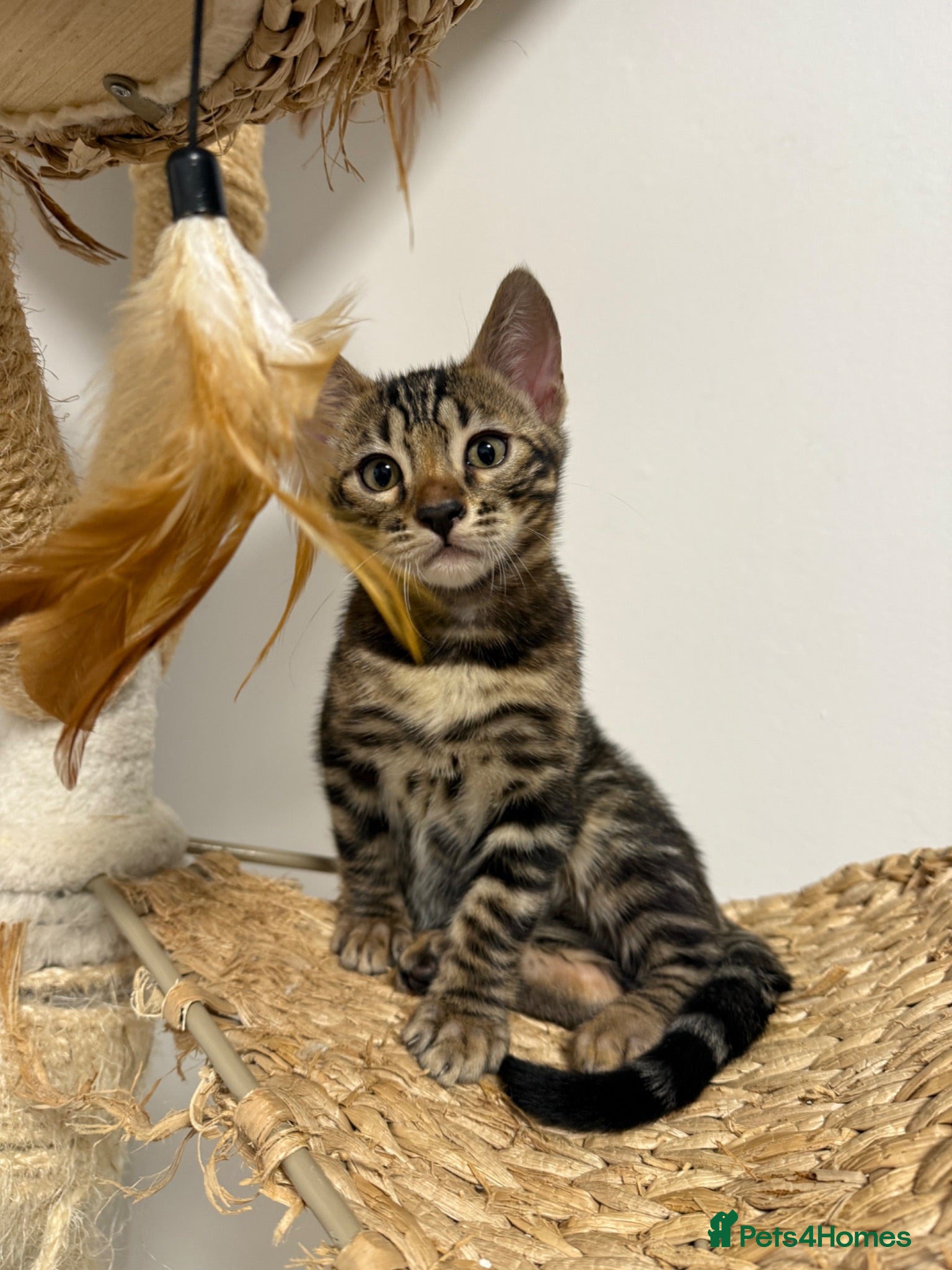 Bengal cats Unique Bloodline Bengals Tica Reg - Advert 4
