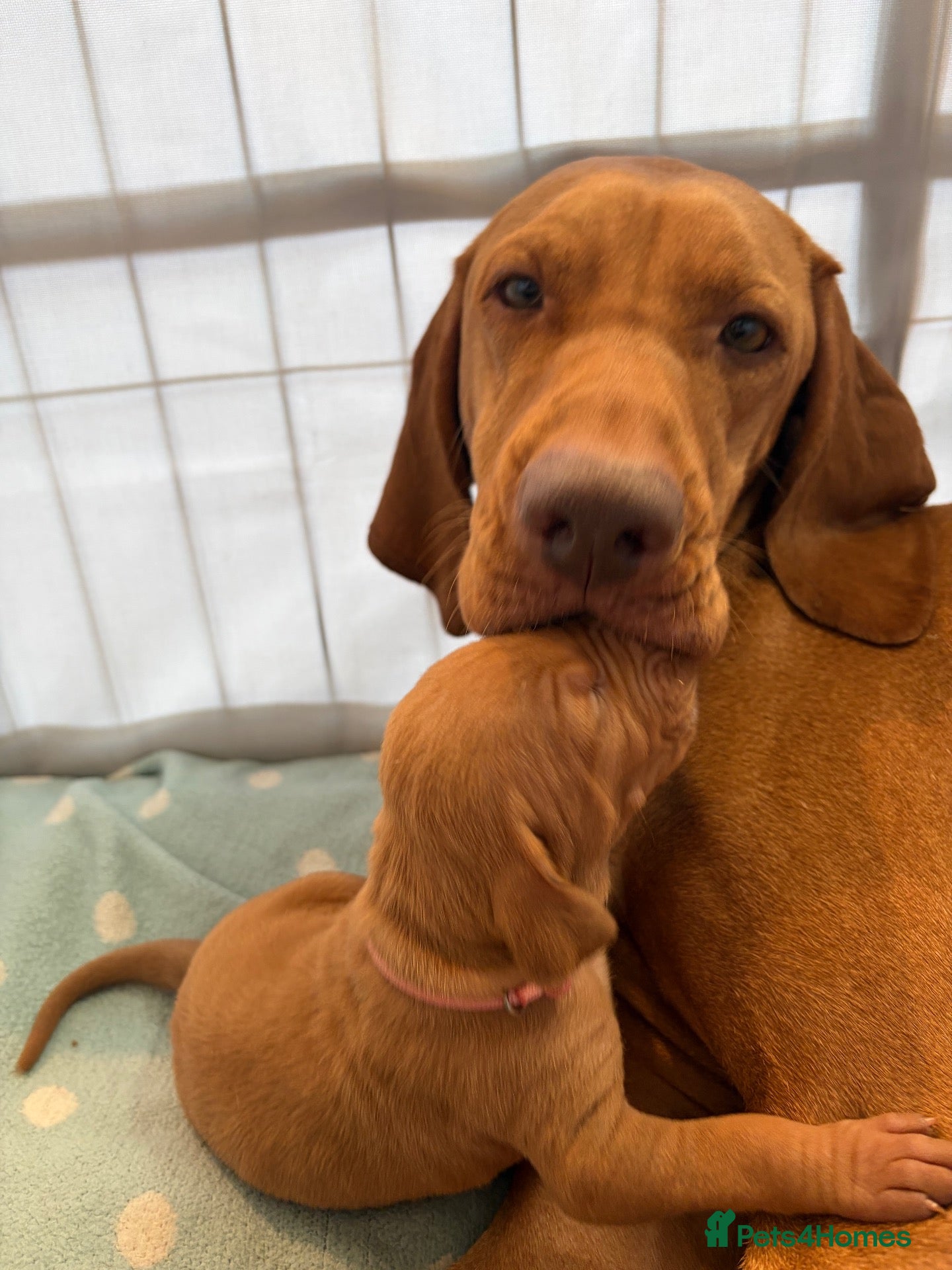 Hungarian Vizsla dogs Homebred beautiful vizslas - Advert 2