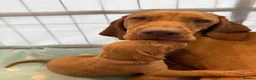 Hungarian Vizsla dogs for sale: Homebred beautiful vizslas - Advert 1